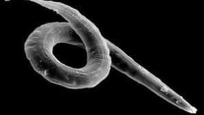 Může helminty způsobit průjem?